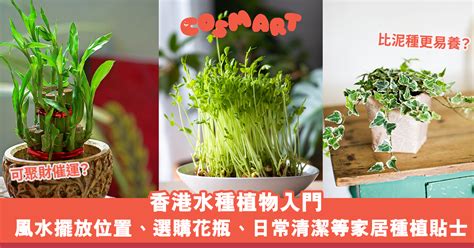 芙蓉擺放位置|芙蓉種植風水：何處擺放最旺宅？